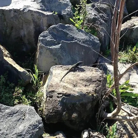 Casa Mannheim Icod De Los Vinos